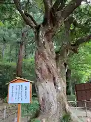 小國神社の自然