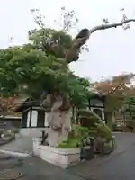 長谷寺の自然