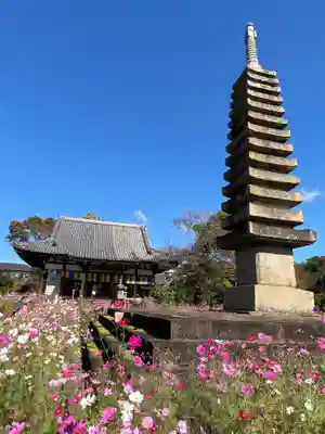 般若寺 ❁﻿コスモス寺❁(奈良県)