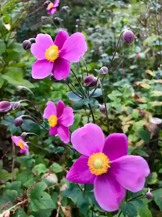 常寂光寺の自然