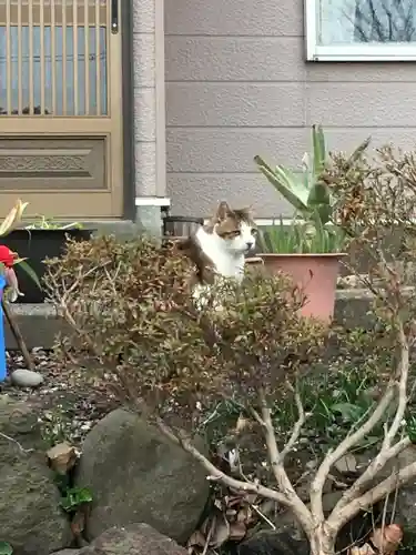 虻田神社の動物