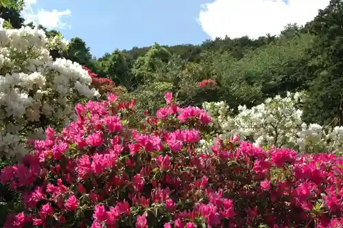 五大尊堂(長徳寺)の自然