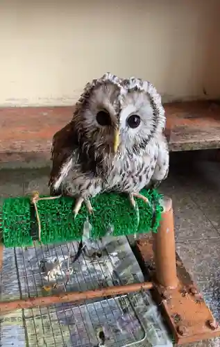 諏訪神社の動物