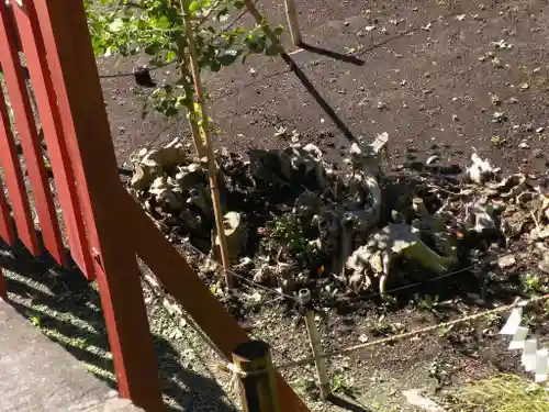 鶴岡八幡宮の自然