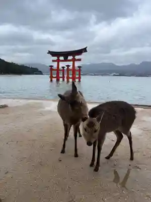 厳島神社(広島県)