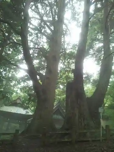 子安神社の自然