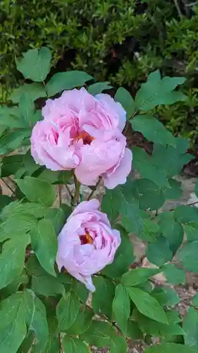 朝田寺(三重県)