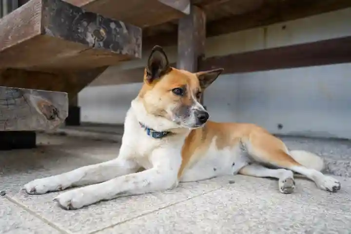 正法寺(山口県)