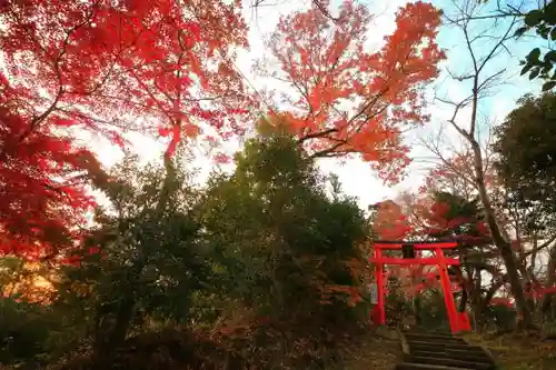 愛宕神社の自然