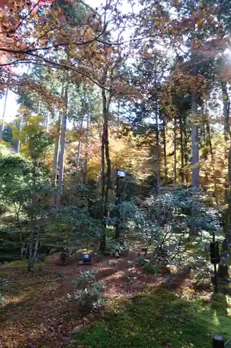 三千院門跡の自然