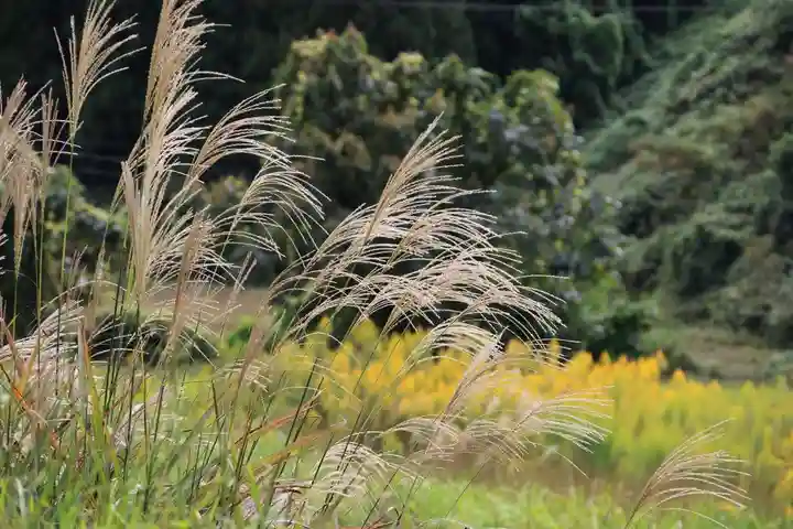 大六天麻王神社の自然
