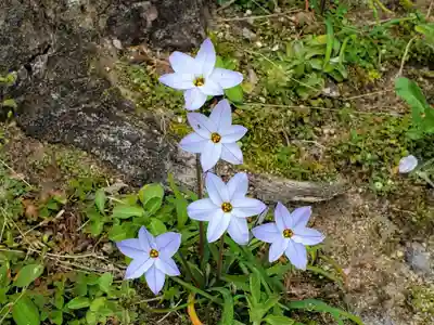 氷室神社の自然
