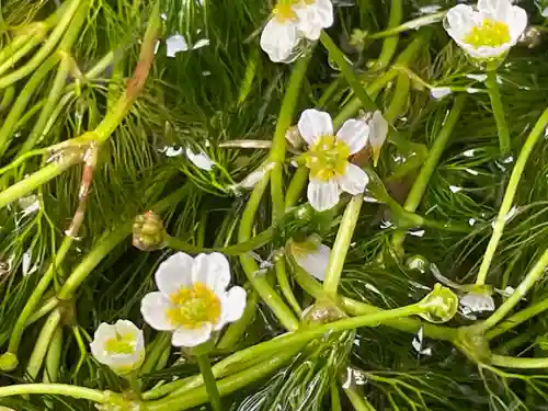 醒井延命地蔵尊(滋賀県)