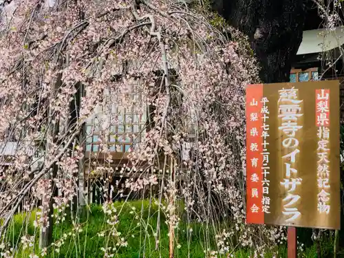 慈雲寺(山梨県)