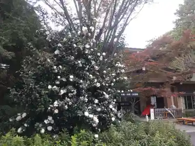 阿佐ヶ谷神明宮(東京都)