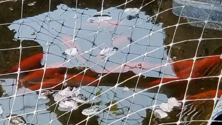 埴生神社の動物