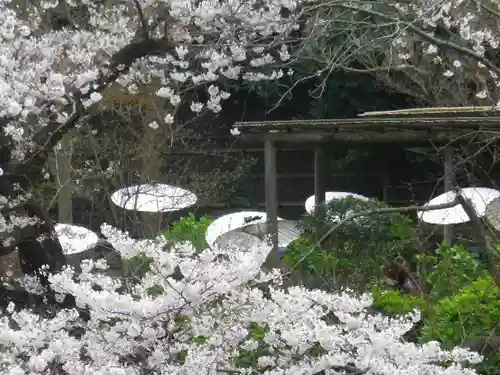 鶴岡八幡宮の自然