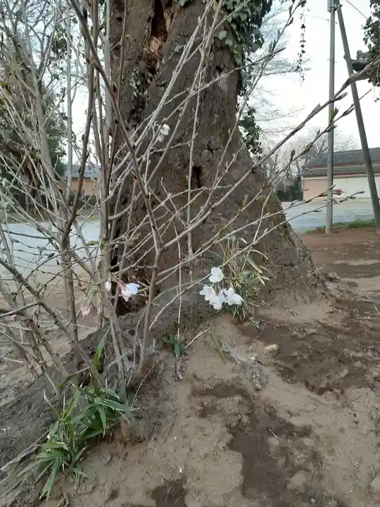 伏木香取神社の自然