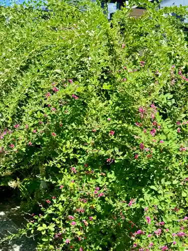 勝念寺（かましきさん）(京都府)