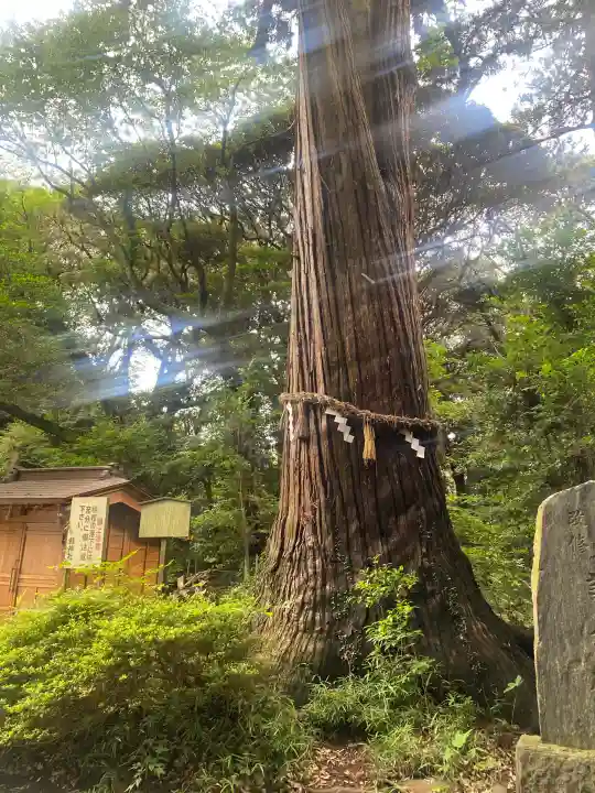 縣神社(千葉県)