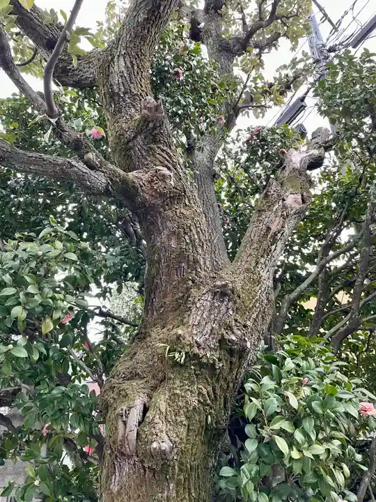 仙龍寺(東京都)