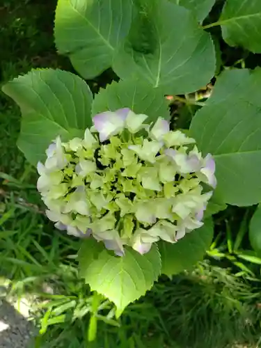 乃木神社の自然