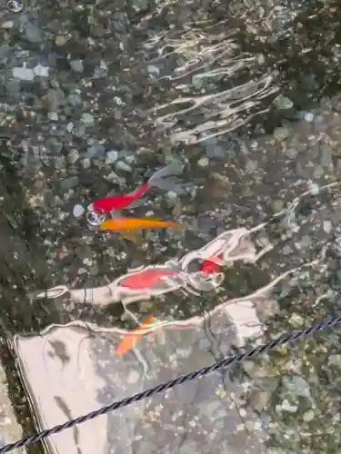 妙清寺(東京都)