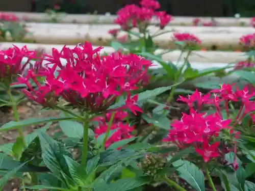 江島神社の自然