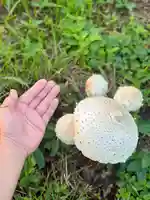 浄土寺(兵庫県)