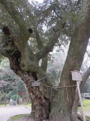 賀茂別雷神社（上賀茂神社）の自然