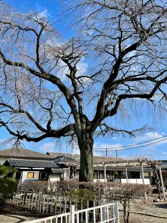 蓮行寺(栃木県)