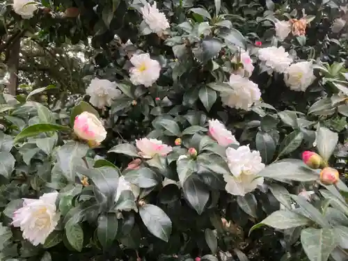 阿佐ヶ谷神明宮(東京都)