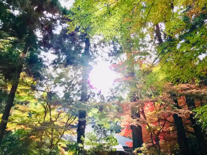 中尊寺本堂の自然
