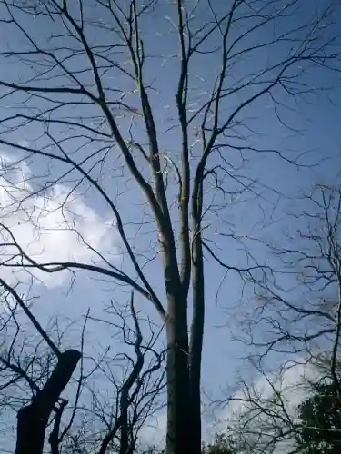 葛原岡神社の自然