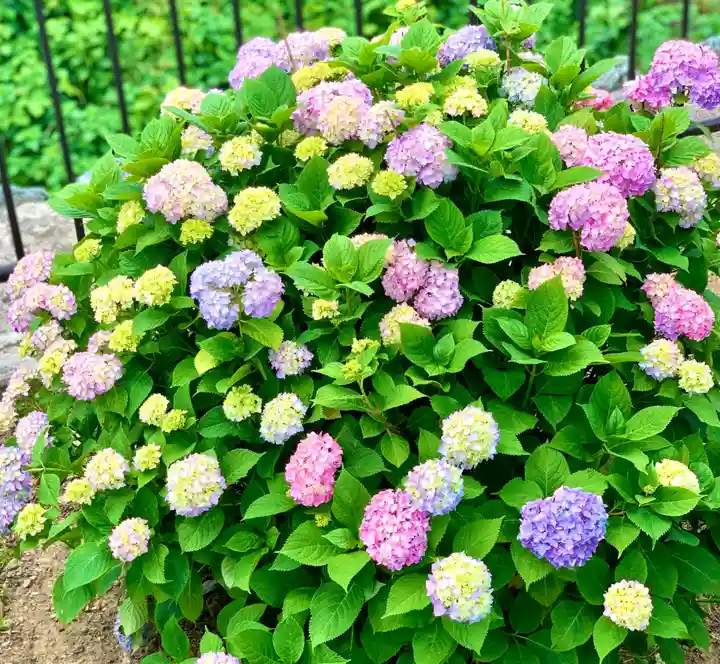 埼玉厄除け開運大師・龍泉寺(切り絵御朱印発祥の寺)の自然