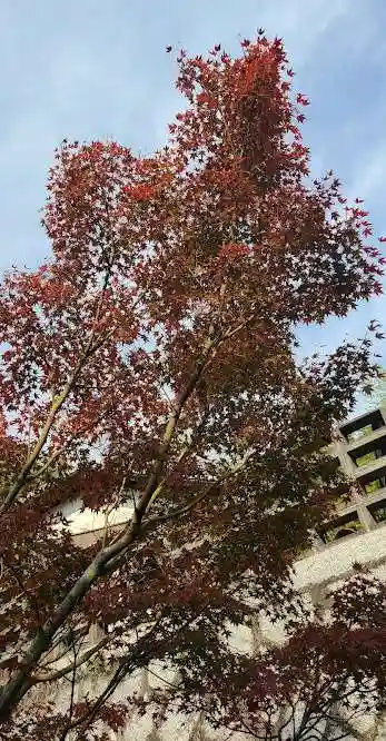 出雲大社倉敷教会(岡山県)