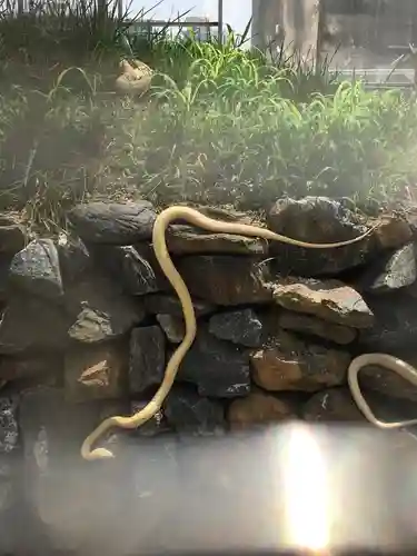 岩国白蛇神社の動物