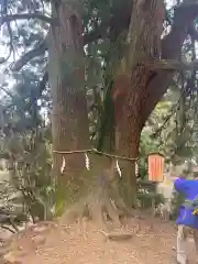 大山阿夫利神社本社の自然