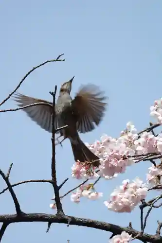 密藏院(埼玉県)