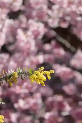 蔵前神社(東京都)