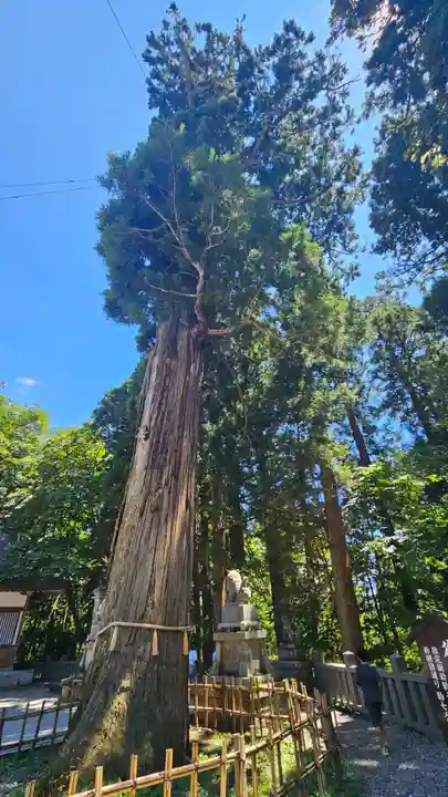 戸隠神社中社(長野県)