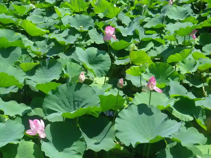 鶴岡八幡宮の自然