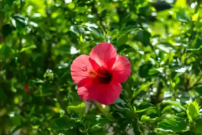 尖閣神社(沖縄県)
