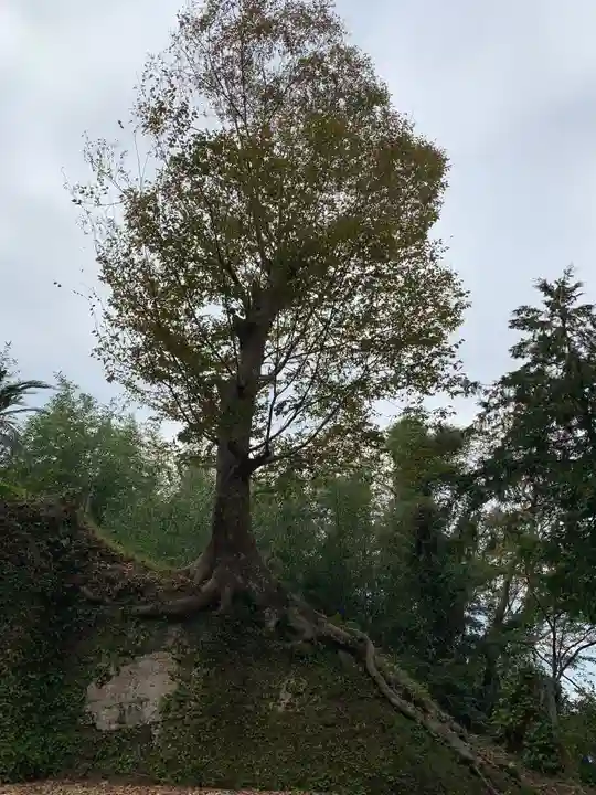 熱田神社の自然