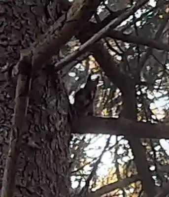 八幡神社(北海道)