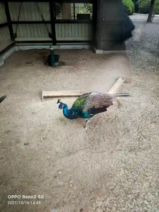 岩槻久伊豆神社の動物