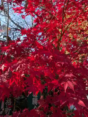 阿佐ヶ谷神明宮(東京都)
