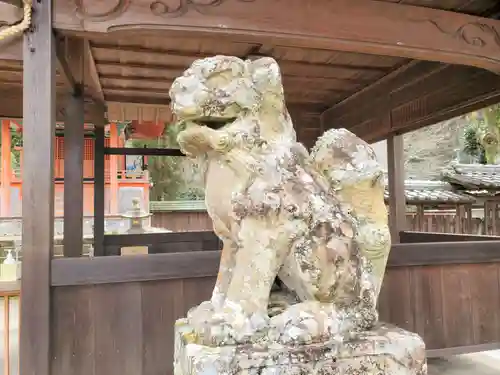 天津神社の狛犬