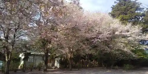 結城諏訪神社の自然