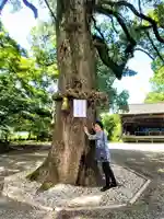 福母八幡宮の自然